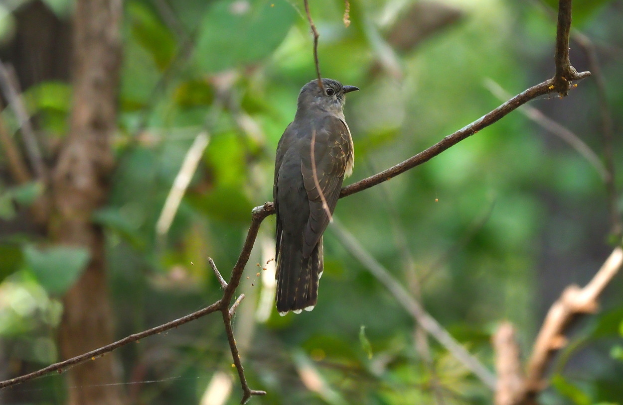 image Sahul Brush Cuckoo